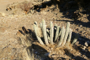 Hochgiftige Euphorbia Virosa ("Giftboom") bei der Rostock Ritz Desert Lodge