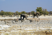 Elefanten, Steppenzebras und Spiessböcke an der Ombika Wasserstelle. Etosha National Park.