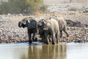 Elefantenherde bei der Okaukuejo Wasserstelle. Etosha National Park