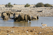 Elefantenherde beim Bad in der Okaukuejo Wasserstelle.  Etosha National Park