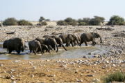 Elefantenherde beim Bad in der Okaukuejo Wasserstelle.  Etosha National Park