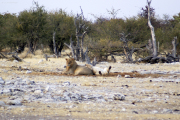 Junge Löwenkater an der Ombika Wasserstelle. Etosha National Park.
