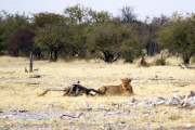 Junger Löwenkater an der Ombika Wasserstelle. Etosha National Park.