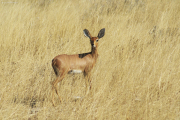 Steinböckchen (Raphicerus campestris). Etosha National Park