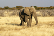Junger Elefantenbulle bei Okaukuejo. Etosha National Park
