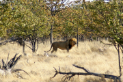 Löwe im Mopanewald. Etosha National Park