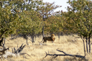 Löwe im Mopanewald. Etosha National Park