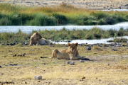 Junge Löwinnen an einer grünen Wasserstelle. Etosha National Park