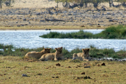 Junge Löwinnen an einer grünen Wasserstelle. Etosha National Park