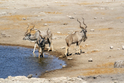 Großer Kudu-Böcke (Tragelaphus strepsiceros). Etosha National Park