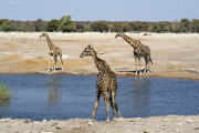 Giraffen an einer Wasserstelle. Etosha National Park