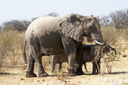 Elefanten an einer Wasserstelle im Osten des Etosha Nationalparks