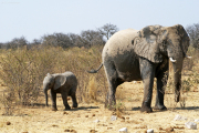 Elefantendame mit Kalb an einer Wasserstelle im Osten des Etosha Nationalparks