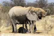 Elefant gönnt sich eine Staubdusche. Etosha National Park