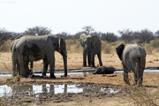 Elefantenfamilie mit Kalb. Etosha National Park