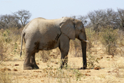 Elefantenbulle (Loxodonta africana). Etosha National Park