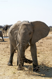 Elefantenbulle (Loxodonta africana). Etosha National Park
