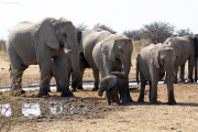 Elefantenfamilie (Loxodonta africana) an einer Wasserstelle im Osten des Etosha Nationalparks