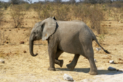 Junger Elefant. Etosha National Park