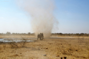 Eine kleine Windhose brachte die Dickhäuter dazu, die Wasserstelle blitzartig zu verlassen! Etosha National Park