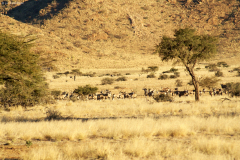 Grosse Herde von Oryxantilopen (Spiessböcke). Gästefarm Ababis