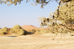Durstige Vögel in den Dünen der Namib bei Sossusvlei