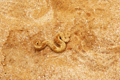 Zwergpuffotter (Bitis peringueyi; sidewinder snake). Namib-Wüste bei Swakopmund