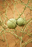 Nara-Melonen (Acanthosicyos horridus). Namib-Wüste bei Swakopmund