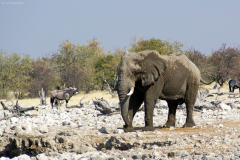 Elefantenbulle und Spiessbock an der Ombika Wasserstelle. Etosha National Park.
