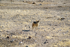 Schabrackenschakal (Canis mesomelas). Etosha National Park.