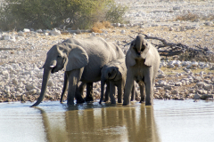 Elefantenherde bei der Okaukuejo Wasserstelle. Etosha National Park
