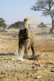 Elefantenbulle nimmt eine Staubdusche. Okaukuejo Wasserstelle.  Etosha National Park