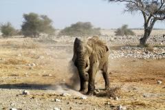 Elefantenbulle nimmt eine Staubdusche. Okaukuejo Wasserstelle.  Etosha National Park