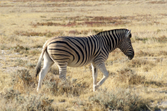 Steppenzebra (Equus quagga). Etosha National Park