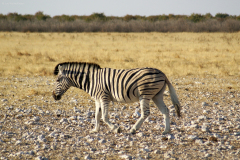 Steppenzebra (Equus quagga). Etosha National Park