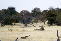 Junger Löwe (Panthera leo). Ombika Wasserstelle. Etosha National Park