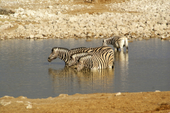 Steppenzebras beim Bad in der Okaukuejo Wasserstelle. Etosha National Park