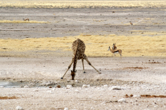 Springböcke und eine Giraffe beim Drinken. Etosha National Park