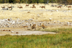 Junge Löwinen machen Siesta an einer Wasserstelle. Etosha National Park.