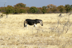 Steppenzebra mit Melanismus (?). Etosha National Park