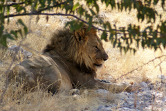 Löwenkater. Etosha National Park