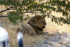 Löwenkater, leicht genervt ob den vielen Touristen... Etosha National Park