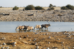 Spiessböcke (Oryx gazella) baden in der Okaukuejo Wasserstelle. Etosha National Park