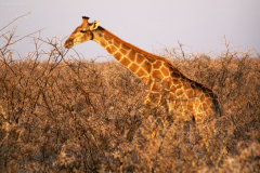 Giraffe inmitten von dornigen Akazien. Etosha National Park