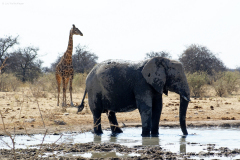 Giraffe und Elefant an einer Wasserstelle. Etosha National Park
