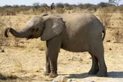 Junger Elefant. Etosha National Park