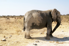 Elefant nimmt eine Staubdusche. Etosha National Park