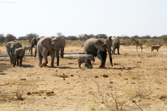 Elefantenherde, Oryxe, Kudu und Giraffe versammeln sich um eine Wasserstelle. Etosha National Park