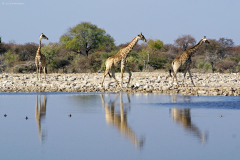 Drei Giraffen an einer Wasserstelle im Osten des Etosha Nationalparks