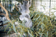 Koalas (Phascolarctos cinereus), Magnetic Island